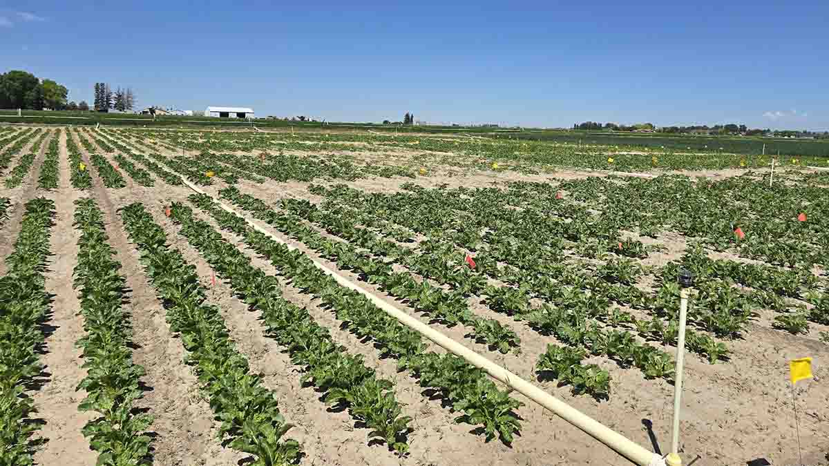 Young sugar beet plants in a row.