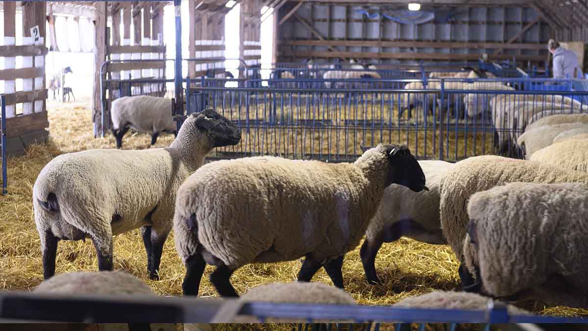 Sheep in different stalls in barn.