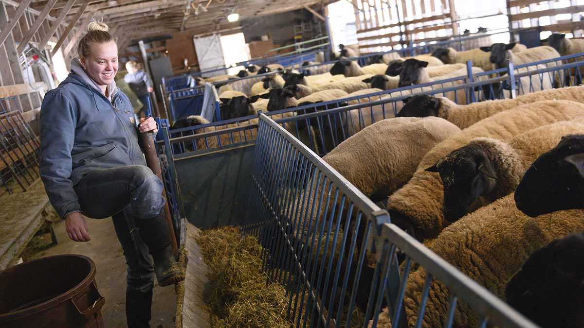 Two women working in the sheep barn.