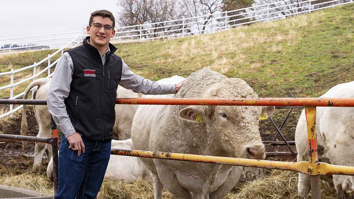 A man pets a cow through a fence.