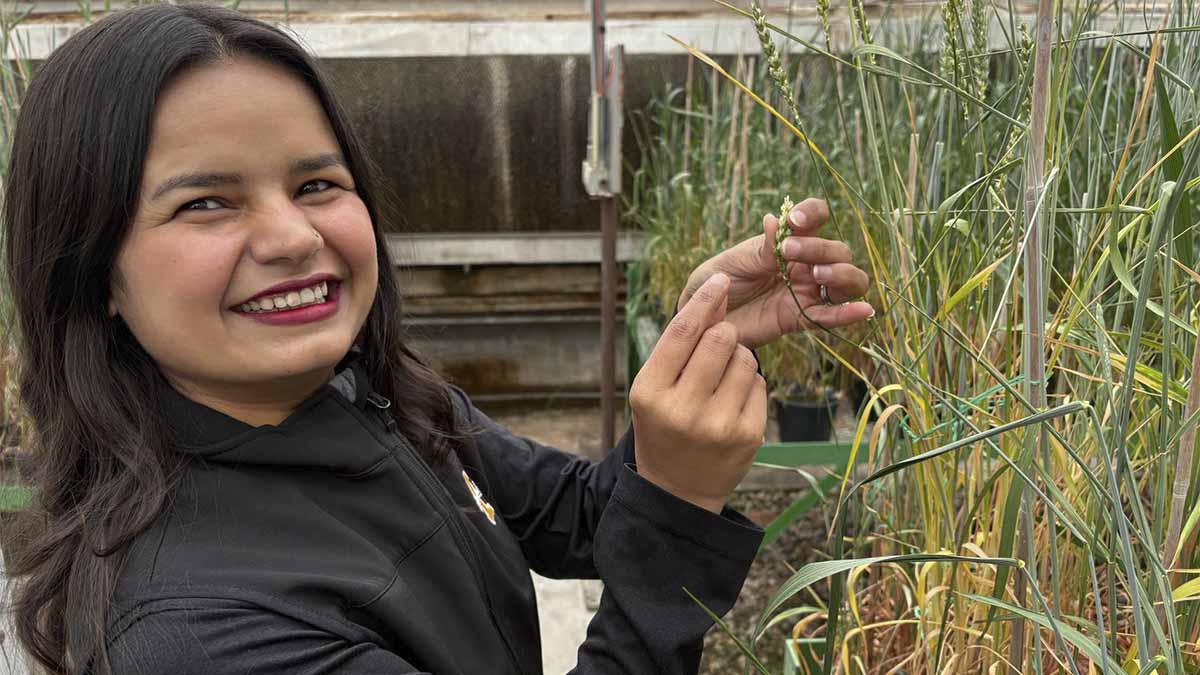 A woman looks at a wheat stalk in a greenhouse.