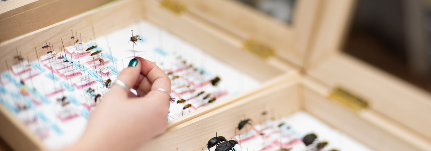 A person holds a pinned insect above a collection of pinned insects.