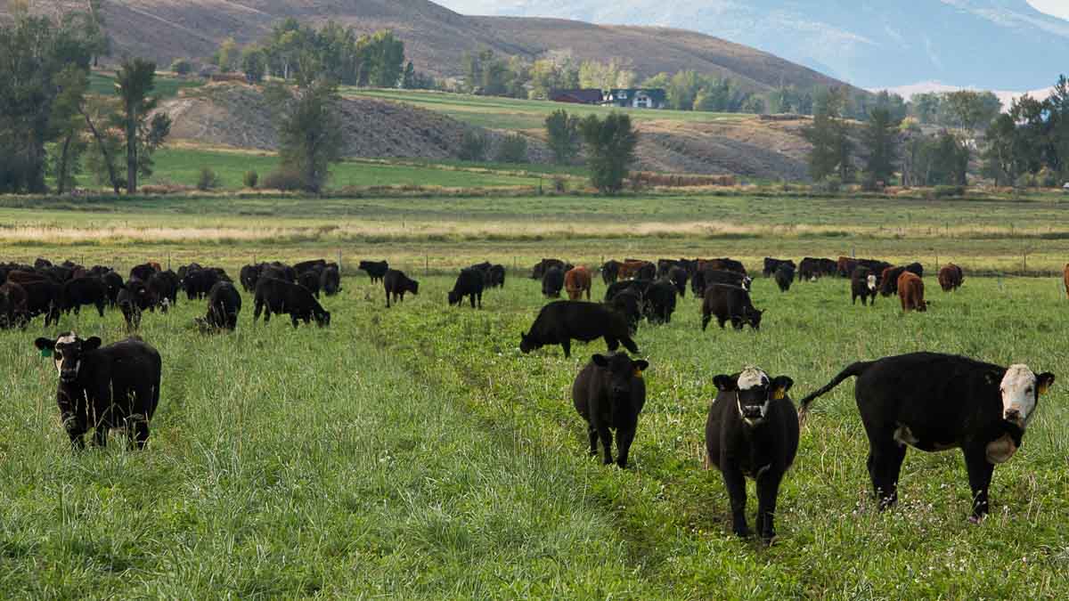 beef cows at the Nancy M Cummings Research, Extension and Education Center