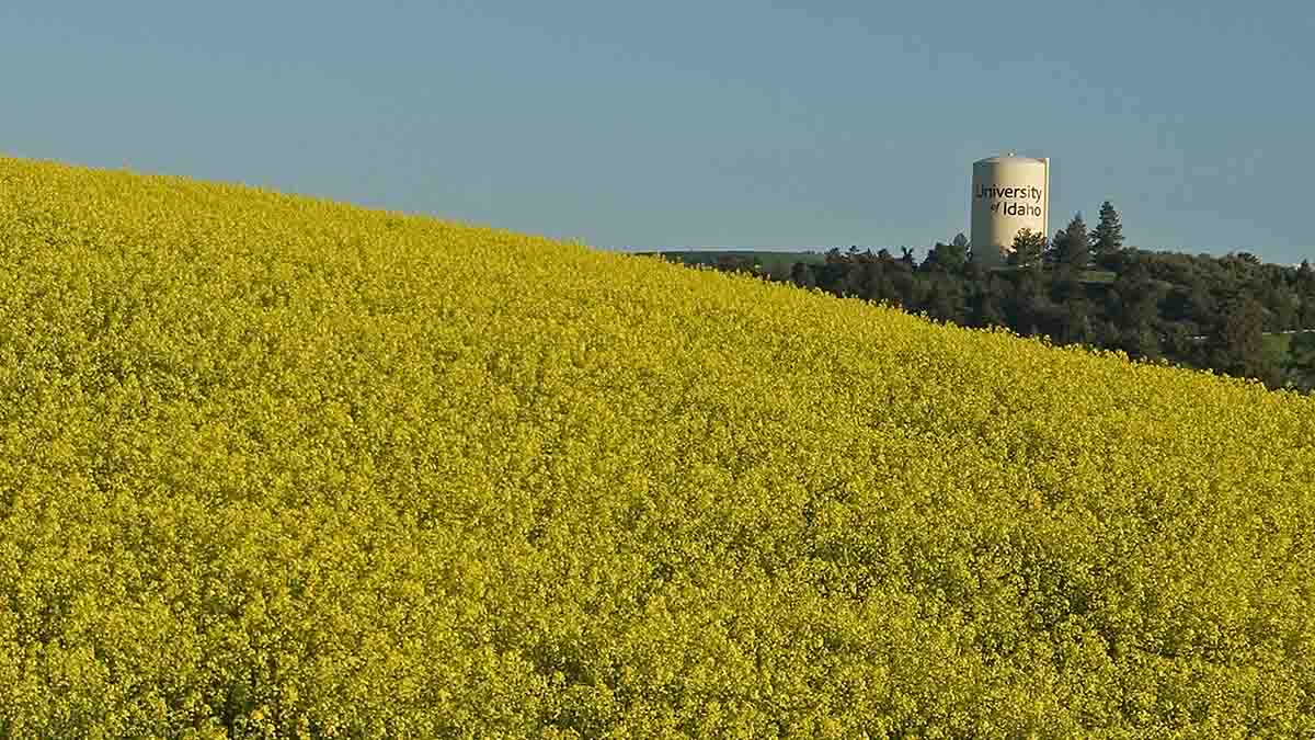 Canola field with university water tower in the background