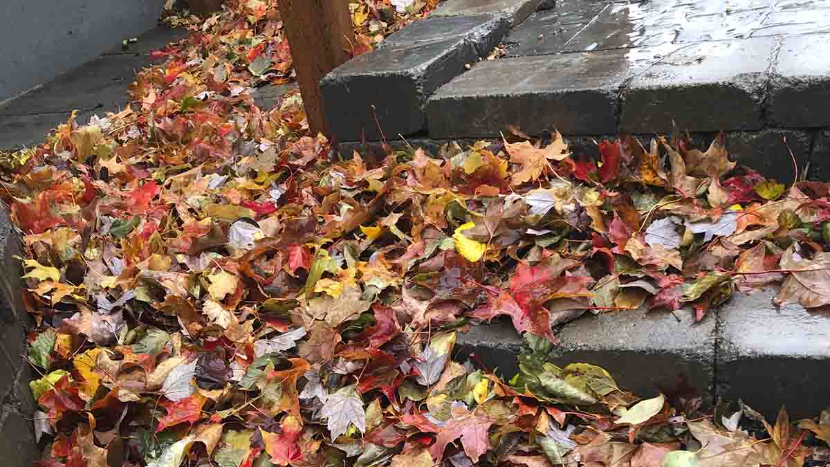 fall leaves on steps