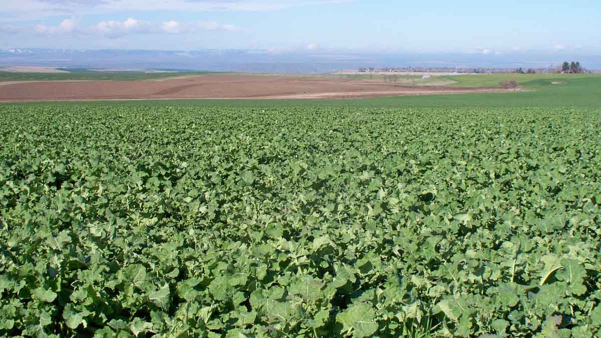 Canola field