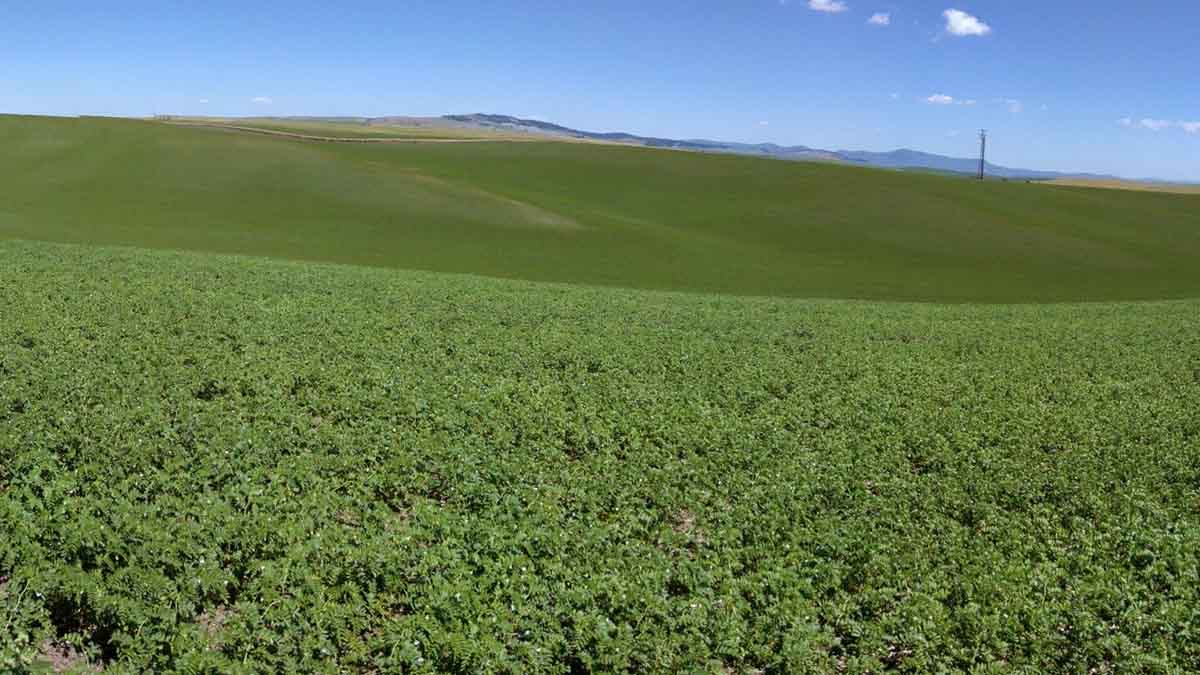 chickpea field