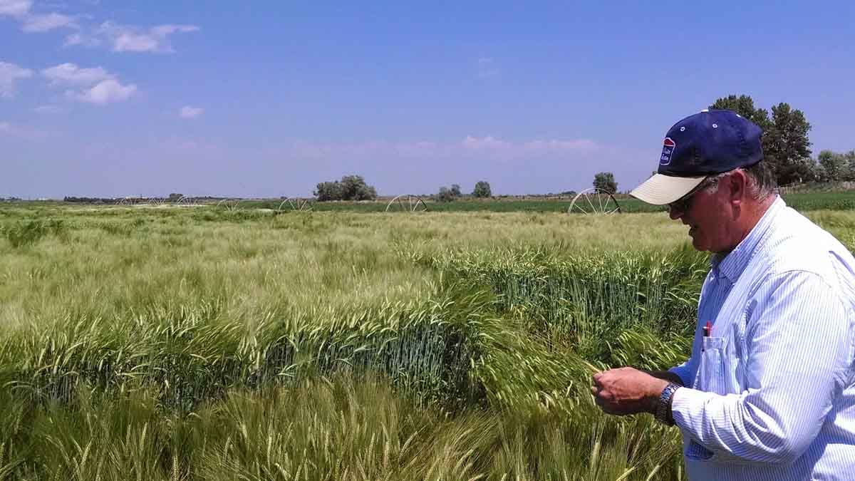 Randy Gamble checking crop