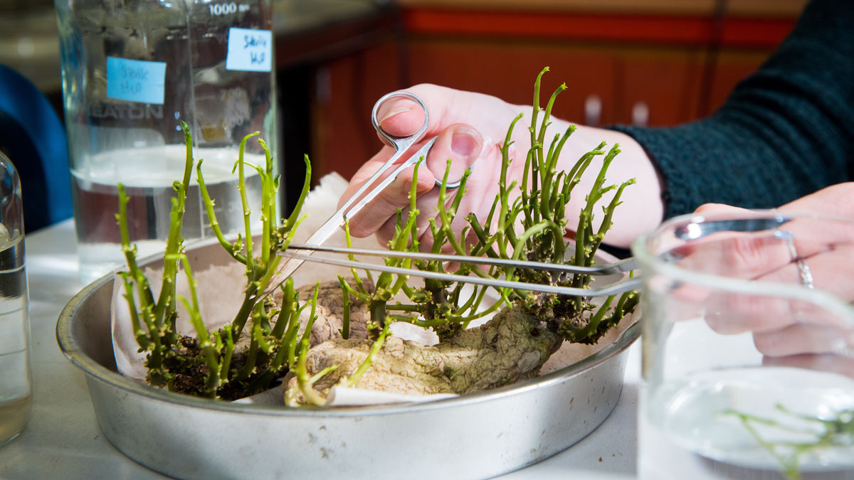 Taking samples of sprouting nuclear seed potatoes