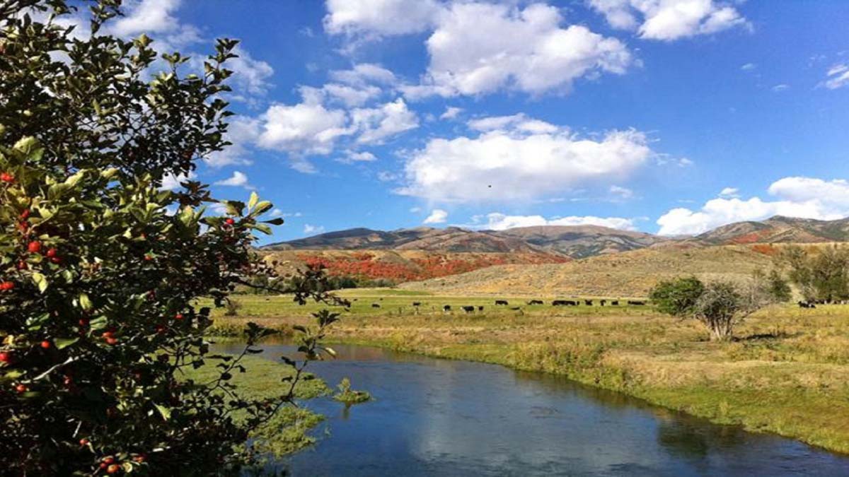 A river runs through drying plants while fluffy white clouds hang in a deep blue sky.