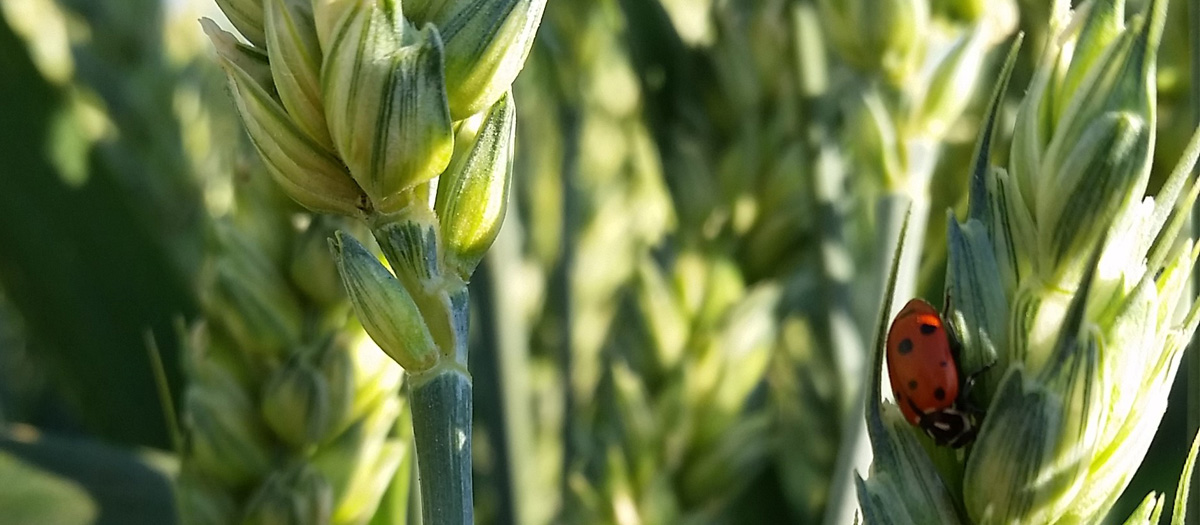 A ladybug on a green wheat stalk. Wheat is the largest crop in Benewah County.