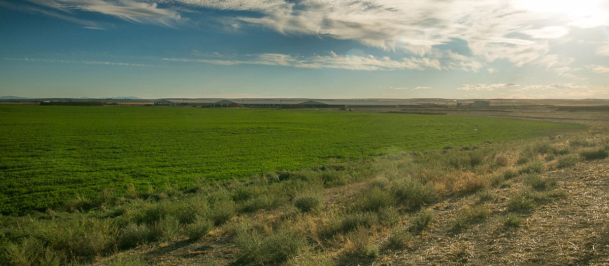 A field under a blue sky.