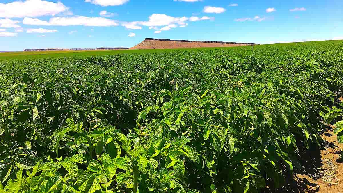 Potato field with hand-set irrigation lines in Elmore County