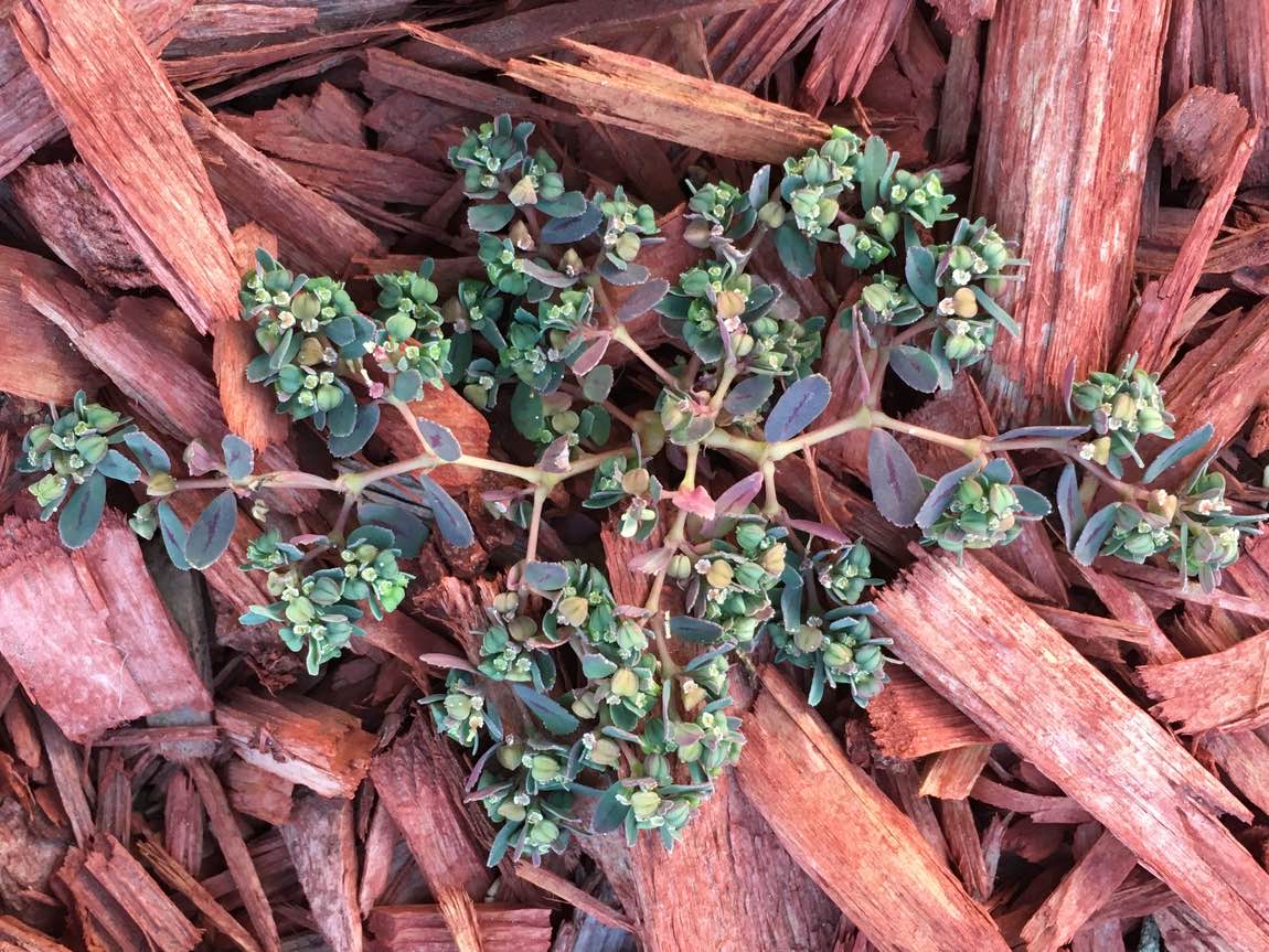 Spurge Weed