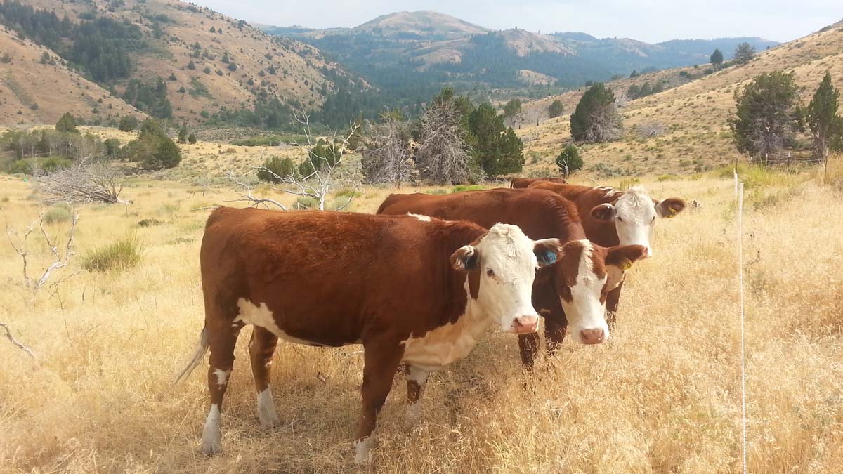 three cows in a pasture for a fuels study