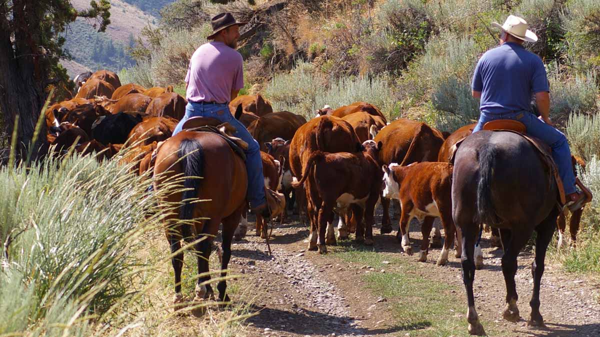 a couple of cowboys herding cows down a country road