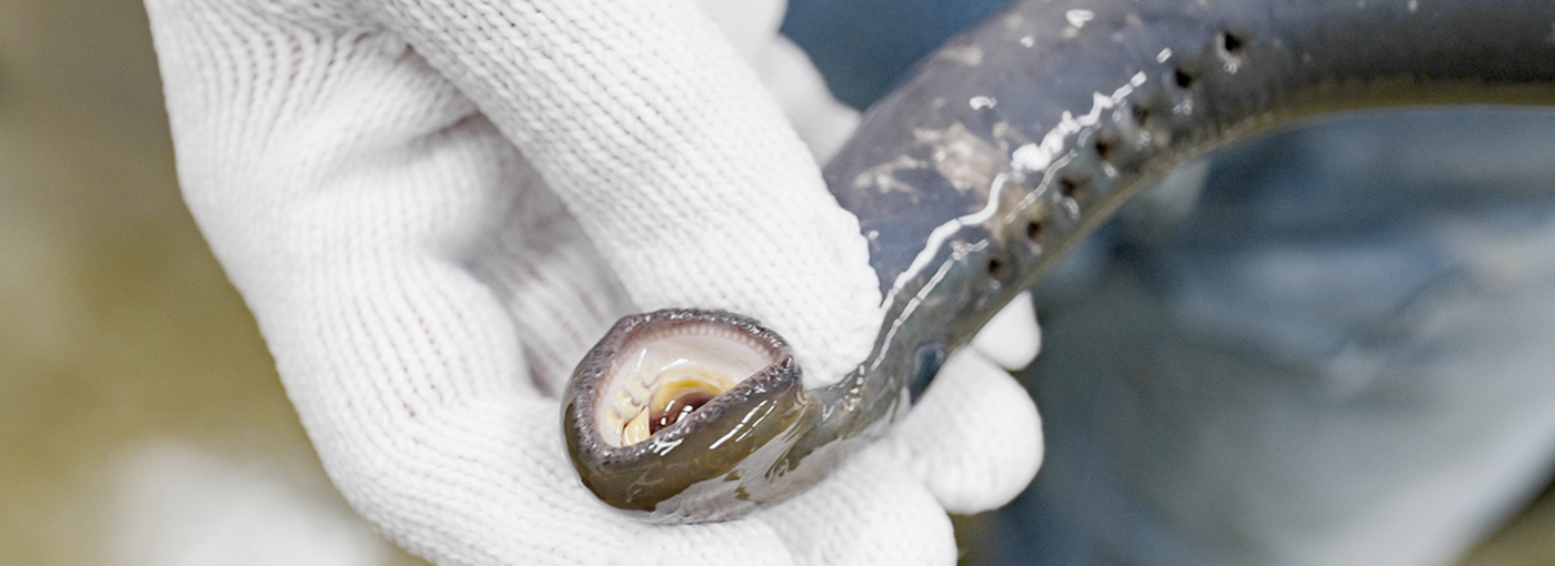 A white gloved hand holds a lamprey.