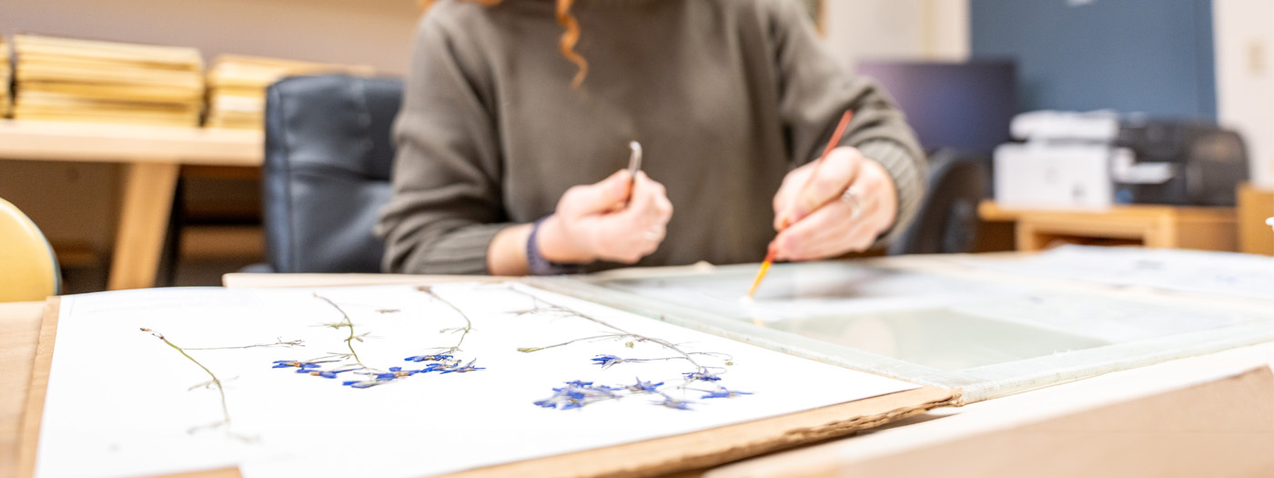 Woman places pressed flowers on a paper using tweezers