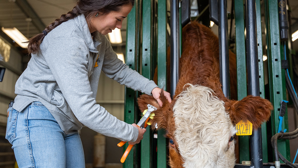 Woman uses a wrench-like device to put an ear tag into a cow’s ear