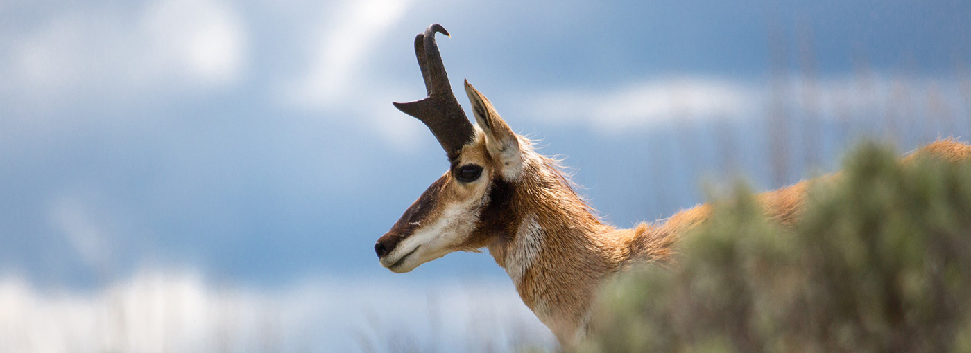 A buck pronghorn walks through sagebrush