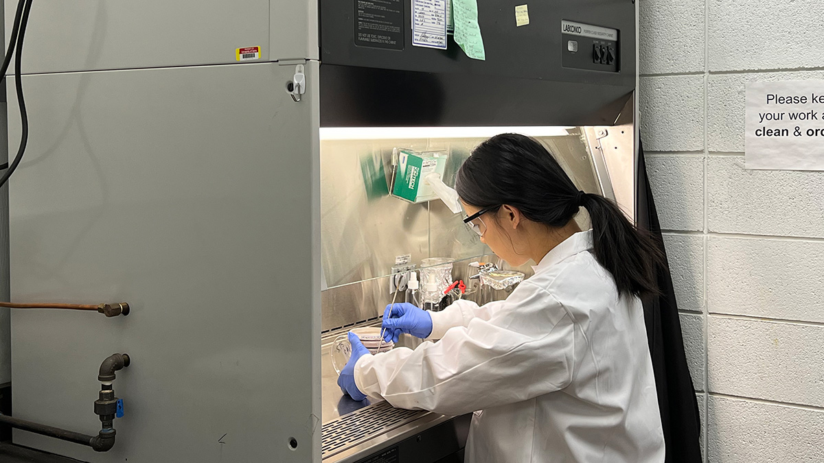 Lili Cai performing the inoculation of fungi using a biosafety hood.