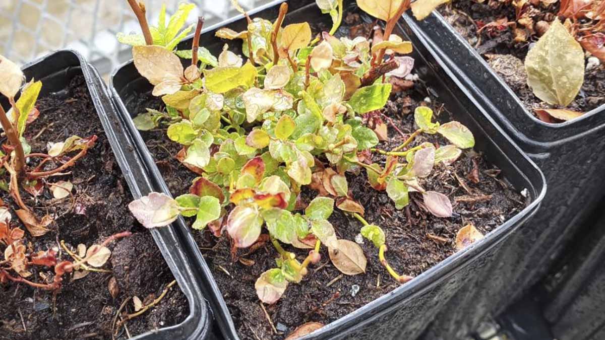 Huckleberry plants in the Pitkin Forest Nursery