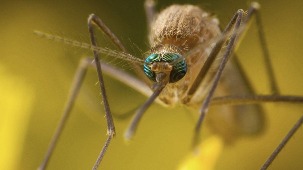 mosquito eyes