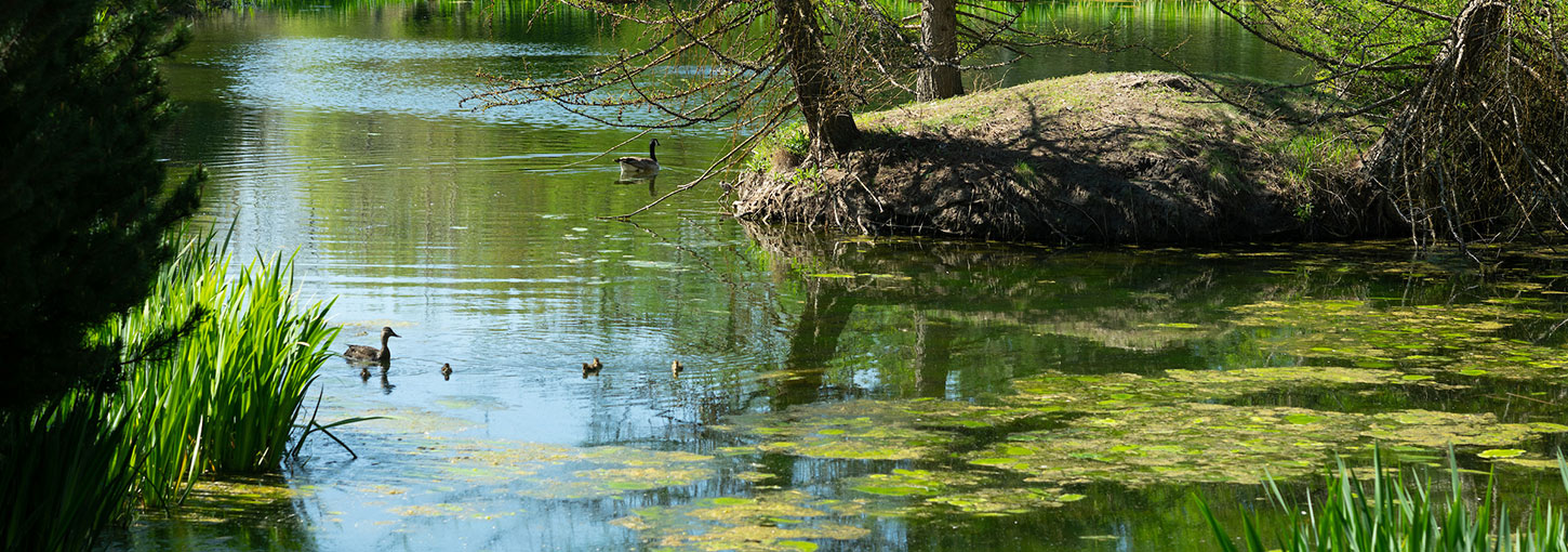 The amphitheater by the Shattuck Arboretum.