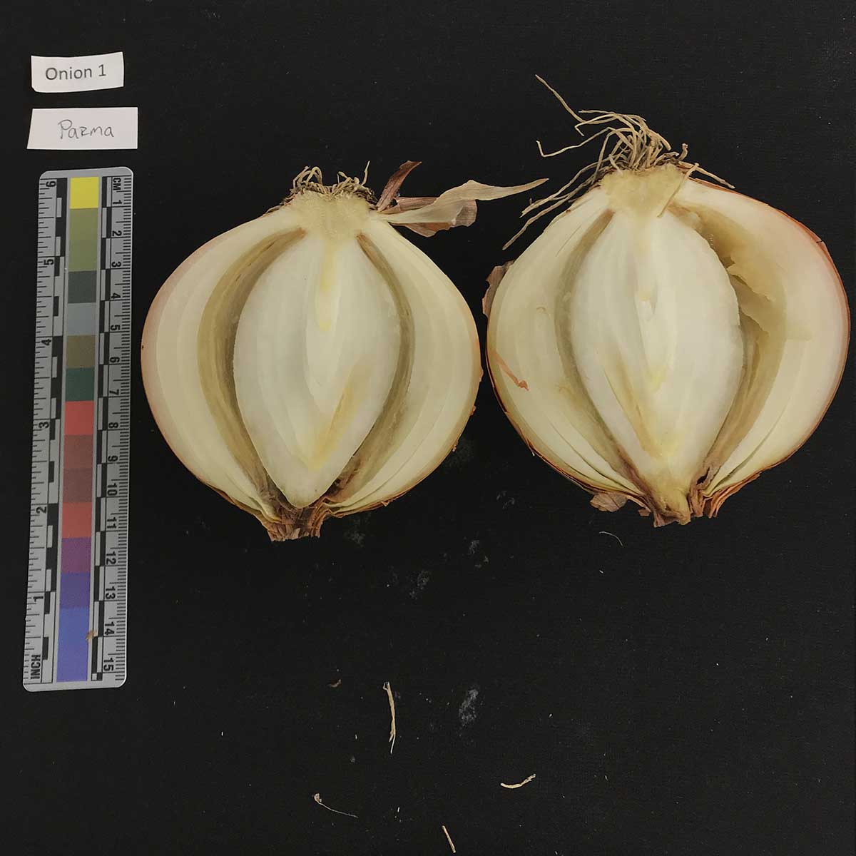 Pantoea agglomerans – Bulb symptoms (naturally infected)