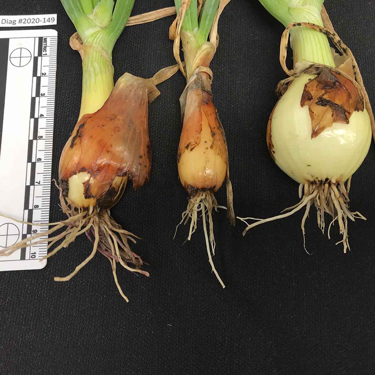 Pantoea agglomerans  - Bulb skin symptoms (naturally infected)