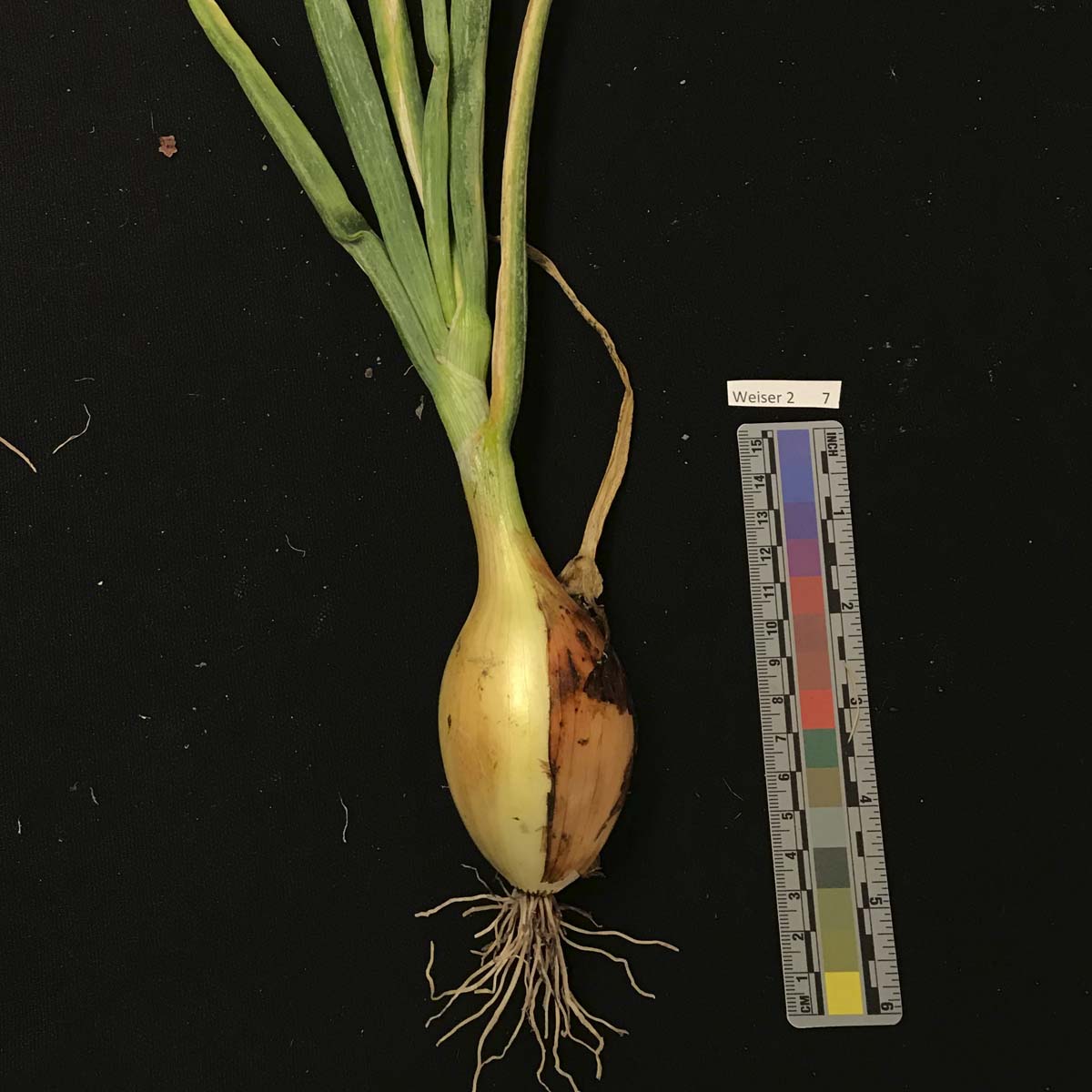 Enterobacter spp. – Leaf symptoms (naturally infected)